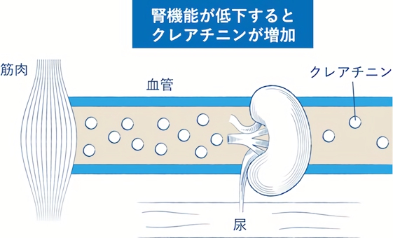 クレアチニンが増加する仕組み