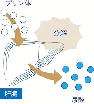 プリン体は肝臓で分解されて尿酸に