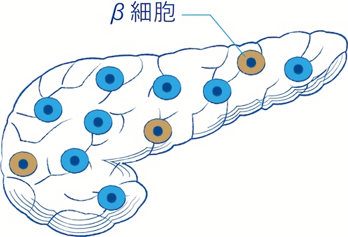 膵臓のβ細胞がインスリンを分泌