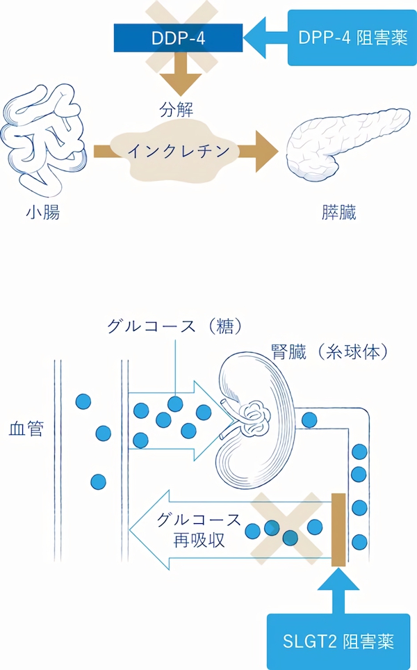 DPP-4阻害薬とSLGT2阻害薬の効果