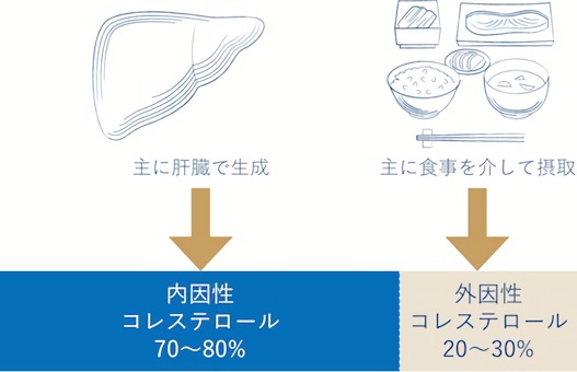 コレステロールは「内因性」と「外因性」に分かれる
