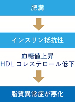 肥満が脂質異常症をさらに悪化させる