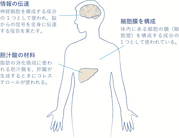 コレステロールの主な役割